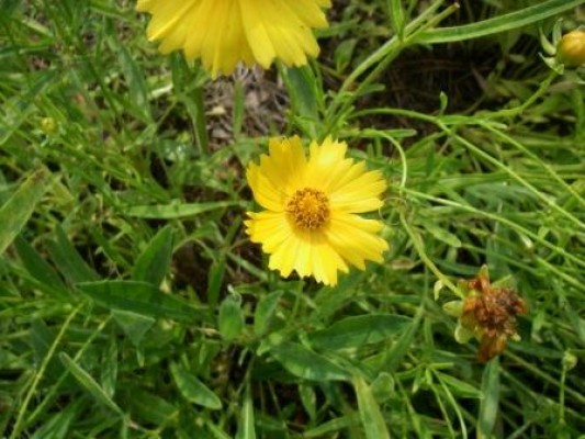Lanceleaf Coreopsis